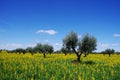 Olives tree in yellow field