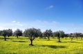 Olives tree and yellow flowers