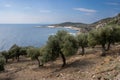 Olives trees and a bay, Thassos (Thasos), Greece