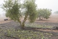 Olives harvest Royalty Free Stock Photo