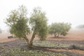 Olives trees harvest in a winter day Royalty Free Stock Photo