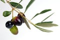 Olives twig