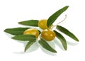 Olives twig