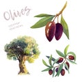 Olives watercolor hand drawn illustration