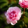 Olivia rose Austin english shrub pink flowers in summer garden Royalty Free Stock Photo