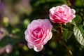 Olivia rose Austin english shrub pink flowers in summer garden Royalty Free Stock Photo