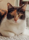 Tortoiseshell calico cat lying on kitchen chair