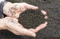 Olivine crystals that eroded from lava at beach - La Reunion