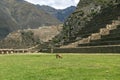 Ollantaytambo ruins, a massive Inca fortress with large stone terraces on a hillside, tourist destination in Peru Royalty Free Stock Photo