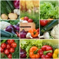 ?ollection fresh vegetables.Collage of vegetables. Juicy ripe vegetables . Healthy fresh food. Vegetarianism and veganism. Food