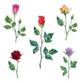 Collection of vector high detailed realistic roses on white for design.