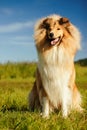 ÃÂ¡ollie is sitting on the green grass. Big shaggy dog. Royalty Free Stock Photo