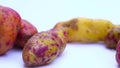 Olluco Ullucus tuberosus, a exotic and colorful root crop from the Andean, used as food