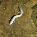 The olm, Proteus anguinus, an amphibious cave-dwelling animal that remains in the larval stage throughout its life