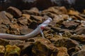 Olm Proteus Anguinus in Slovenian Postojna cave Royalty Free Stock Photo