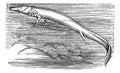 Olm or Proteus anguinus vintage engraving