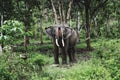Olo is one of asia elephant in aceh forest and he lives in conservation response unit Royalty Free Stock Photo