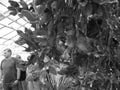 Retro image - Bright green opuntia cactus plant growing in a greenhouse with tourists in the background