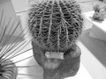 Retro image - Close-up on a cactus species Echinocactus grusonii at Flora Exposition. Cactus with funny folk name Mother-in-law's