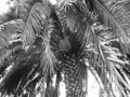 Blackwhite image - Giant hemp palm tree of species Trachycarpus Fortunei at Flora Exposition with huge leaves