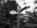 Greyscaled image - Large banana plant with drying leaves standing in front of big bush in greenhouse at Flora Exposition