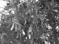 Blackwhite image - Large cactus plant Opuncia growing to the ceiling of greenhouse at Flora Exposition