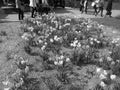 Retro image - Large rocky flowerbed at Flora Exposition with white and yellow narcissus flowers .