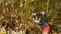 OLOMOUC, CZECH REPUBLIC, AUGUST 20, 2021: Knotweed chopping cutting plant Reynoutria destroys leaves leaf hand worker Royalty Free Stock Photo