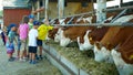 OLOMOUC, CZECH REPUBLIC, JUNE 11, 2019: Cows on organic farm farming, children caress stroking and feed hay grass silage