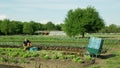 OLOMOUC, CZECH REPUBLIC, JUNE 17, 2022: Lettuce bio green oakleaf Lactuca sativa harvest farmer worker hand picked