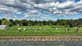 OLOMOUC, CZECH REPUBLIC, JUNE 30, 2022: Picking peas field ripe bio farm farming Pisum sativum snap drone aerial pepper