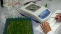 OLOMOUC, CZECH REPUBLIC, MARCH 21, 2018: Scientific research laboratory plant phytohormones, scientist prepares samples of wheat