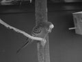 Retro image - Ruffled budgerigar parrot Melopsitacus undulatus sitting on a tree. Beautiful small yellow and green parrot in Flora