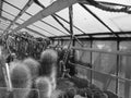 Blackwhite image - Scene with various different species of cacti plants in a greenhouse at Flora Exposition