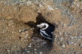 ÃÂ¡olony of Magellanic penguins Royalty Free Stock Photo