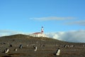 ÃÂ¡olony of Magellanic penguins Royalty Free Stock Photo