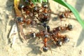 ÃÂ¡olony of red ants