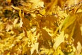 ÃÂ¡olored autumnal maple leaves