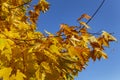 ÃÂ¡olored autumnal maple leaves