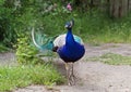 ÃÂ¡olorful peahen outdoors