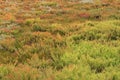 olorful Suaeda, Common Glasswort, Salt meadow, Salt tolerant plants in salt marsh, Australia Royalty Free Stock Photo