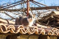 Olt town of Arbanasi , near Veliko Tarnovo, Bulgaria. Beautiful little street cat looking at camera.