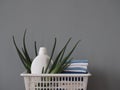 The concept of eco-friendly natural detergents. Detergents and cleaners with aloe vera plant on a gray background in a plastic