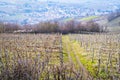 Oltrepo Pavese springtime vineyards. Color image Royalty Free Stock Photo