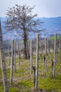 Oltrepo Pavese springtime vineyards. Color image Royalty Free Stock Photo