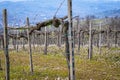 Oltrepo Pavese springtime vineyards. Color image Royalty Free Stock Photo