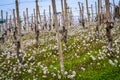 Oltrepo Pavese springtime vineyards. Color image Royalty Free Stock Photo