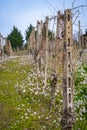 Oltrepo Pavese springtime vineyards. Color image Royalty Free Stock Photo