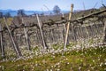 Oltrepo Pavese springtime vineyards. Color image Royalty Free Stock Photo