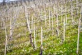 Oltrepo Pavese springtime vineyards. Color image Royalty Free Stock Photo